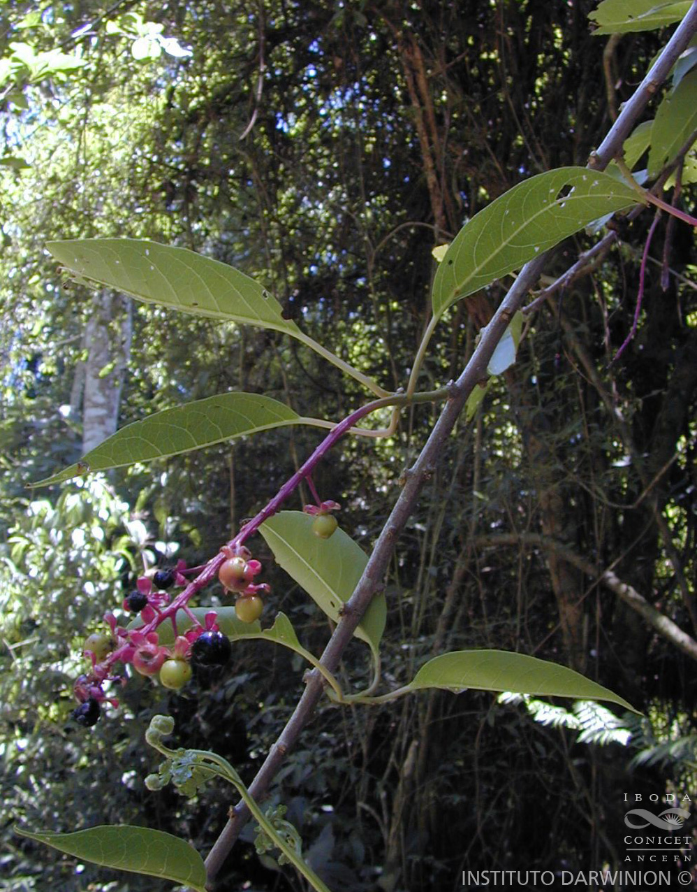 Instituto de Botánica Darwinion